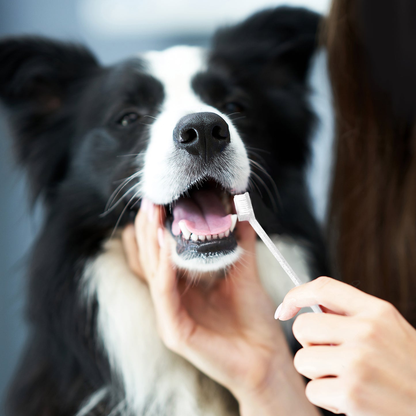 P.T. Supply Co. Eco-Friendly Pet Dental Care Kit, Toothbrush and Toothpaste Made with Sustainable Wheat Straw Material for Dogs and Cats