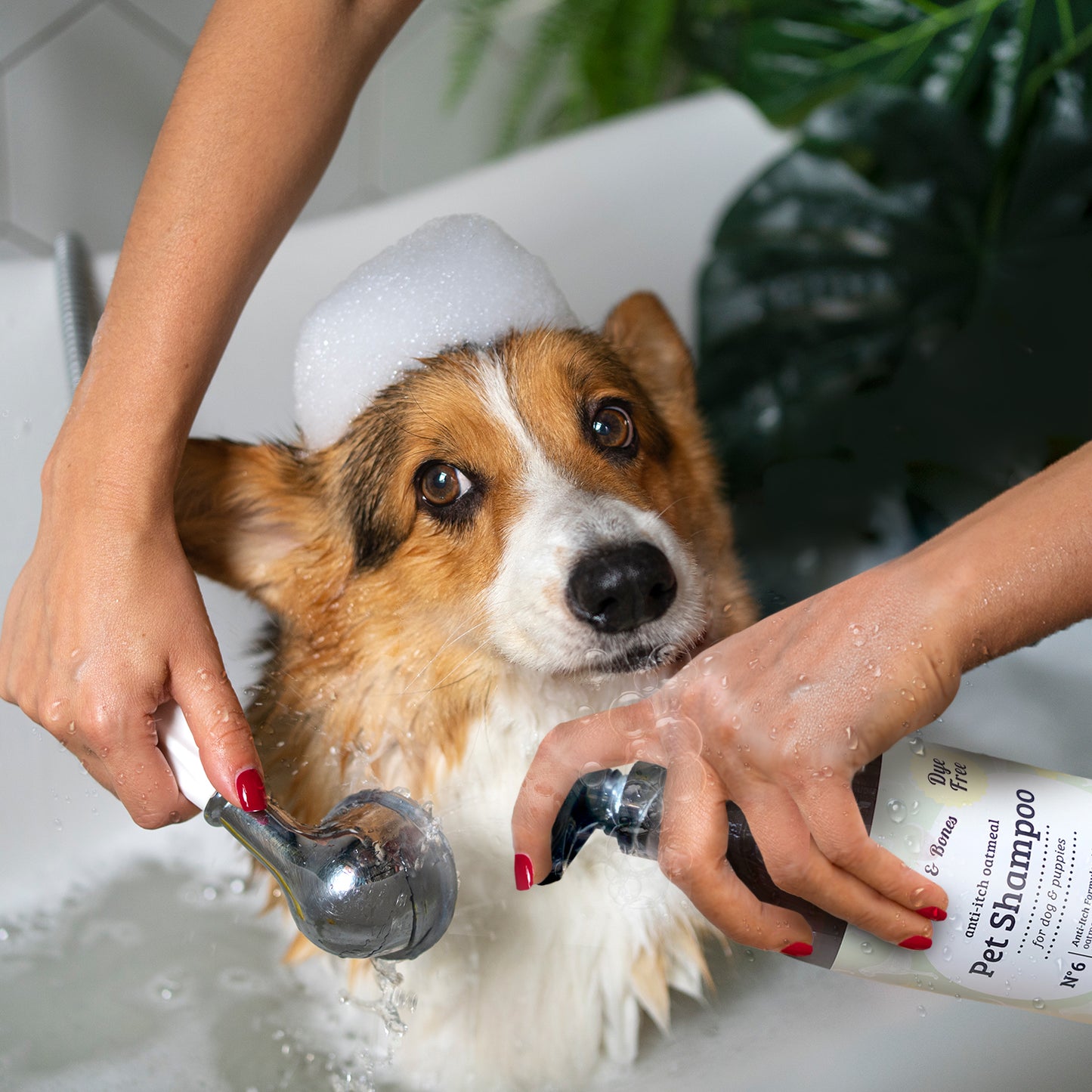 Paws & Bones Anti-Itch Oatmeal Pet Shampoo for Dogs & Puppies – Dye-Free, Soothing & Moisturizing Formula