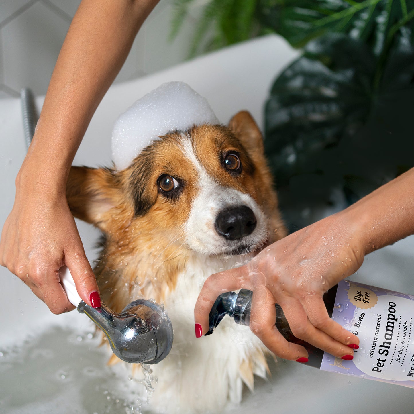 Paws & Bones Anti-Itch Oatmeal Pet Shampoo for Dogs & Puppies – Dye-Free, Soothing & Moisturizing Formula