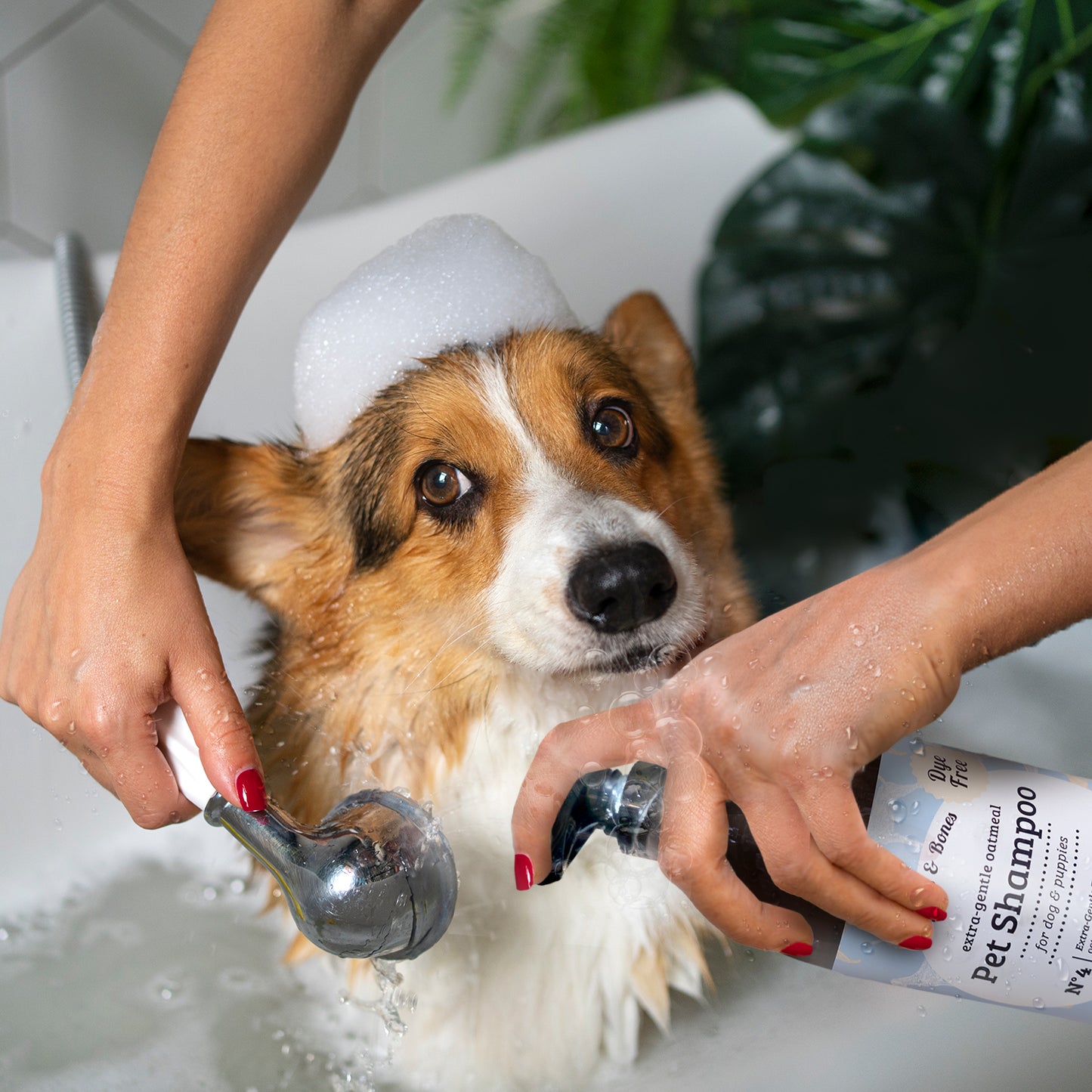 Paws & Bones Anti-Itch Oatmeal Pet Shampoo for Dogs & Puppies – Dye-Free, Soothing & Moisturizing Formula