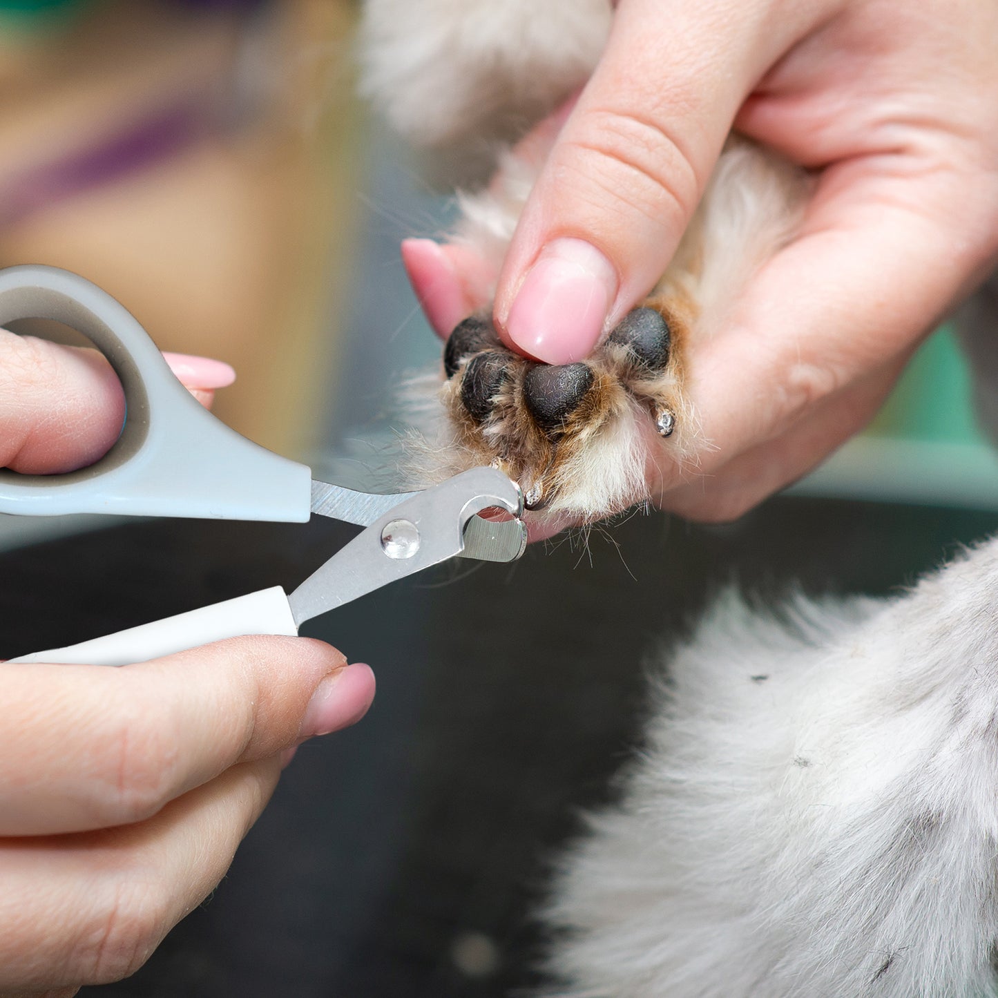 Ocean Plastic by PT Pet Nail Clipper, Eco-Friendly Grooming Tool for Dogs and Cats